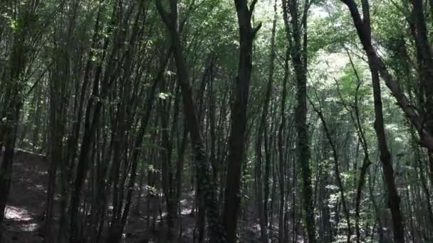 Вид Ліс Високими Деревами Вітряною Погодою Відео Концепція Нульового Або — стокове відео