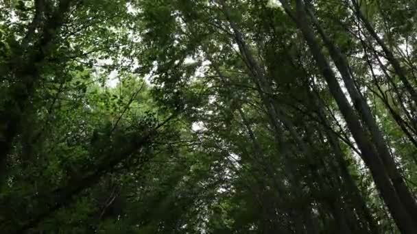 Üppiger Waldblick Bäume Wiegen Sich Wind Einem Wald Co2 Neutralität — Stockvideo