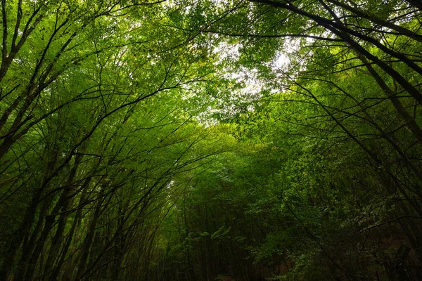 Verdeggiante Vista Sulla Foresta Dall Interno Della Foresta Carbonio Neutralità — Foto Stock