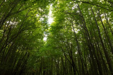 Orman manzaralı. Karbon net-sıfır konsept arkaplan fotoğrafı. Yemyeşil orman arkaplan fotoğrafı.