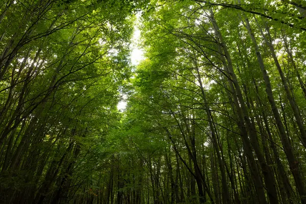 Vista Sulla Foresta Carbonio Net Zero Concetto Foto Sfondo Lussureggiante — Foto Stock