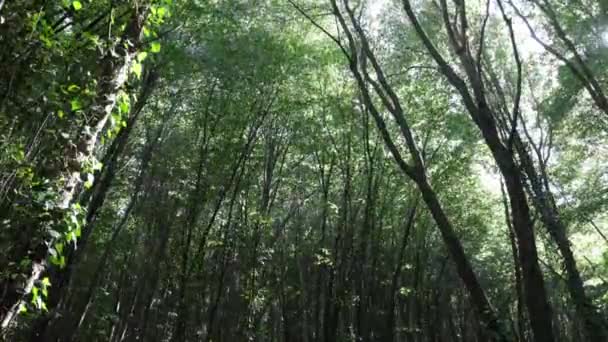Lesní Pohled Sluncem Větrného Počasí Příroda Nebo Životní Prostředí Koncept — Stock video