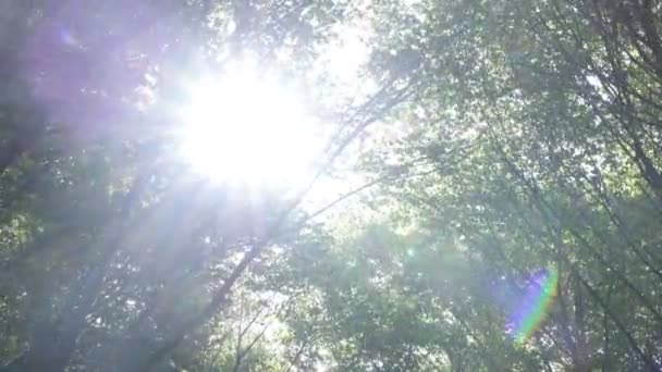 Sonne Und Waldblick Wind Schwankende Bäume Und Direktes Sonnenlicht Natur — Stockvideo
