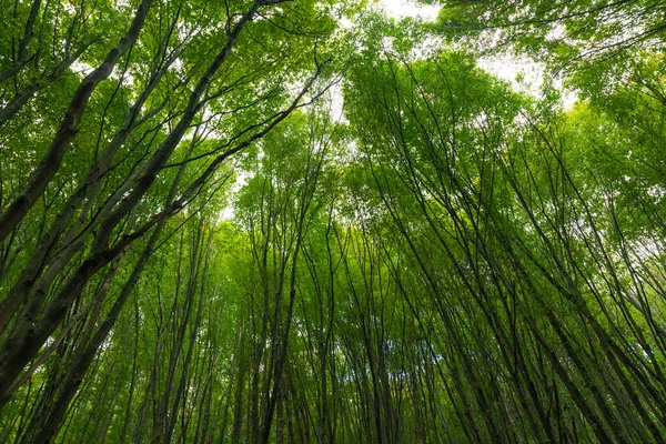 Lush green forest. Forest background photo. Carbon neutrality or carbon footprint concept background.