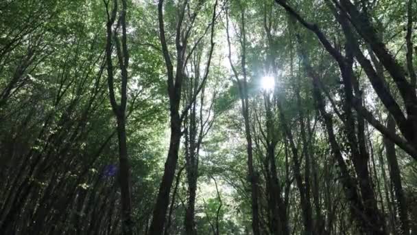 Waldblick Mit Sonnenlicht Co2 Neutralität Oder Carbon Net Zero Konzept — Stockvideo
