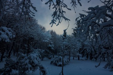 Kış manzarası, karla kaplı ağaçlar ve karamsar gökyüzü. Huysuz kış manzarası.