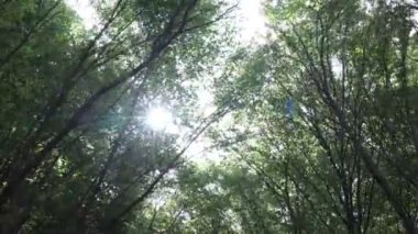Rüzgarlı havada orman manzarası ve direkt güneş ışığı. Orman 4k videosu. 