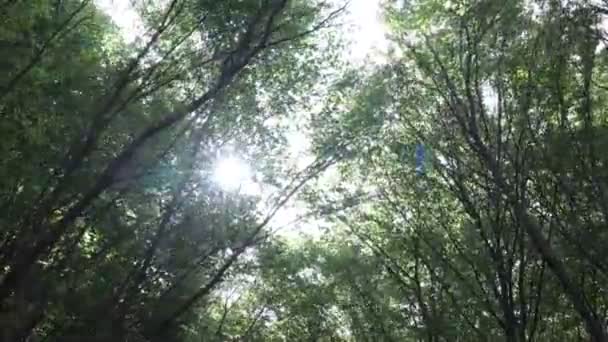 Rüzgarlı Havada Orman Manzarası Direkt Güneş Işığı Orman Videosu — Stok video