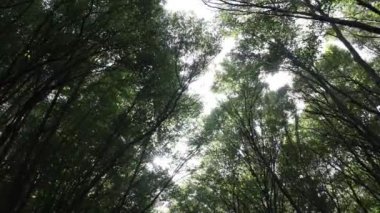 Sallanan ağaçlar ve güneş ışığıyla orman manzarası. Karbon net-sıfır konsept arkaplan videosu.