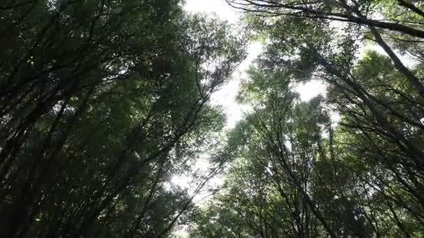 Waldblick Mit Schwankenden Bäumen Und Sonnenlicht Carbon Net Zero Concept — Stockvideo
