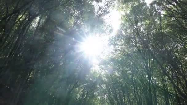 Pohled Les Kymácejícími Stromy Větru Přímým Slunečním Světlem Podzim Záběry — Stock video