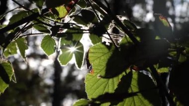 Ormandaki yaprakların arasından gün ışığı. Karbon nötr konsept video. El kamerasıyla çekilmiş bir video. Dünya Günü ya da Dünya Çevre Günü konsepti.