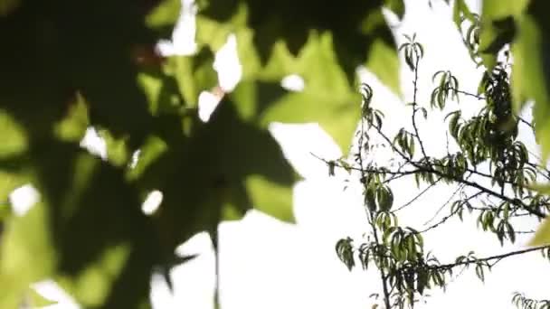 Houpající Listy Větru Větvi Přímým Slunečním Světlem Koncepce Uhlíkové Sítě — Stock video