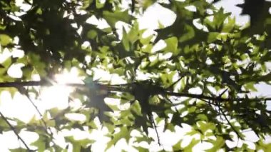 Rüzgarda sallanan yapraklar ve güneş ışığı. Doğa ya da karbon ağ sıfır konsept 4k video.