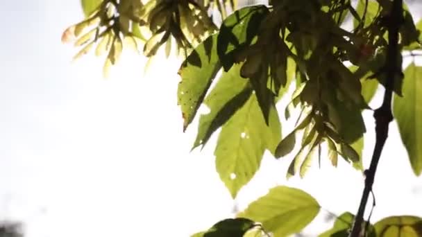 Листья Солнечный Свет Качающиеся Листья Ветру Кадры Концепция Углеродного Нейтралитета — стоковое видео