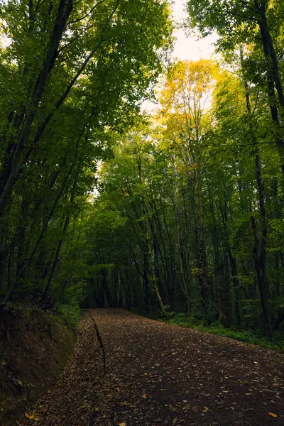 A path in the forest in the autumn. Moody forest background vertical photo.