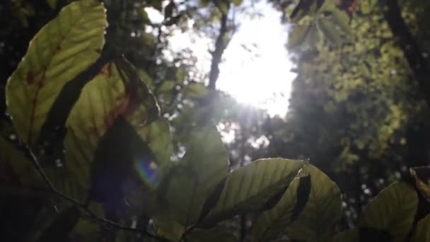 Швартування Листя Вітрі Сонячному Світлі Лісі Відео Концепція Нейтралітету Вуглецю — стокове відео