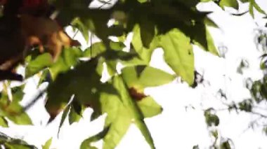 Şiddetli rüzgarda sallanan yapraklar ve doğrudan güneş ışığı 4K 'lık bir video tutuyordu. Çevre ya da karbon ağ-sıfır kavramı 4k görüntü.