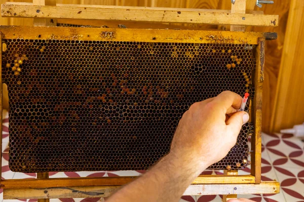 Grafting or royal jelly production background photo. Beekeeper extracting the bee eggs from honeycomb with a tool.