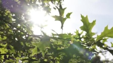 Rüzgarda sallanan yapraklar, doğrudan güneş ışığı alan 4K 'lık bir video. Karbon ağ-sıfır veya karbon nötr konsept görüntüler.