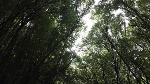 Waldblick Bei Windigem Wetter Und Direkter Sonneneinstrahlung Schaukelnde Bäume Wind — Stockvideo