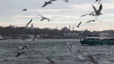 Martılar ve feribotlarla İstanbul manzarası. İstanbul Türkiye - 1.18.2023