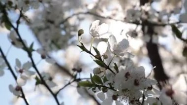 Ağaç dallarında beyaz Fress çiçekleri ve yazın güneş ışığı. Doğa ya da bahçıvanlık ya da bitki örtüsü ya da çevre konsepti 4k video.