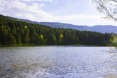Baharda güzel göl ve orman manzarası. Doğa ya da çevre kavramı.