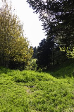 Karbon net sıfır veya karbon nötr konsept dikey fotoğraf. Ağaçlar ve otlarla orman manzarası.