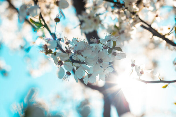 Spring background photo with white blossom and direct sunlight. White blossom of the tree.