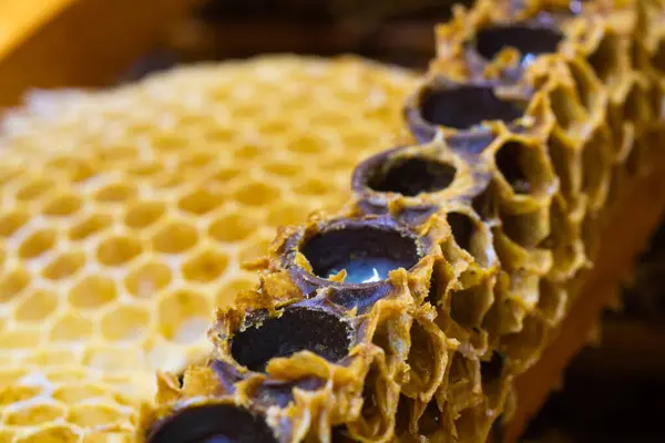 Artifical queen cups in focus. Queen bee grafting or royal jelly production concept photo.