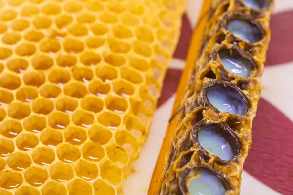 Queen bee cells full with royal jelly in focus. Royal jelly production or queen bee grafting process