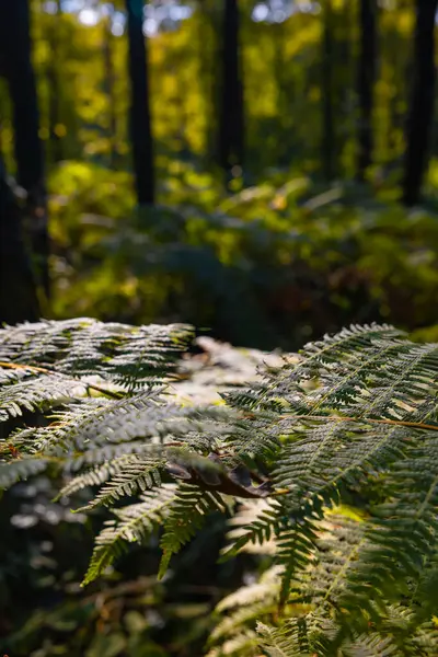 Ferns illuminated by sunlight in the forest. Wild forest scene in vertical shot.