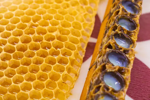 Queen cups and honeycombs in focus. Royal jelly or grafting concept photo. Beekeeping or apiculture background photo.