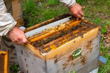 Arıcılık ya da apikültür konsepti fotoğrafı. Apiarist arı kovanını kontrol ediyor..