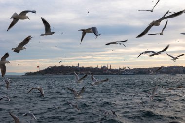 İstanbul ve martılar. İstanbul konsept fotoğrafını ziyaret edin. Arka planda Ayasofya ve Topkapı Sarayı.