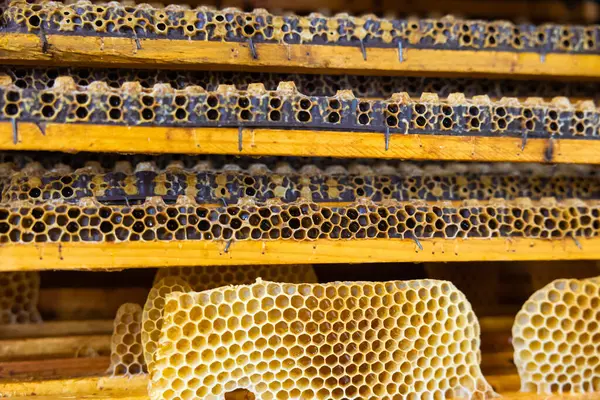 Honeycomb frames full with queen cups. Grafting or royal jelly production concept photo.