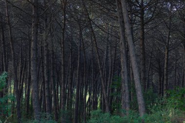 Çam ormanı içeriden görünüyor. Orman arkaplan fotoğrafı.