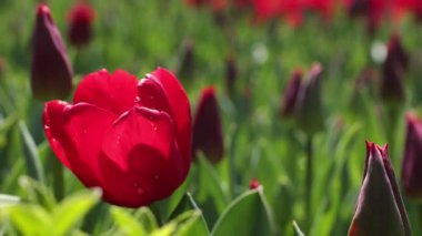 Lale yatağında sallanan kırmızı lale. Bahar çiçeği konsepti videosu.