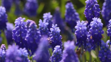 İlkbahar arkaplan 4K görüntüleri. Üzüm sümbüllerinde bal arıları. El bilgisayarı videosu.