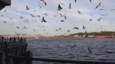 Gün batımında martılar ve İstanbul manzarası. İstanbul Türkiye - 6.7.2022