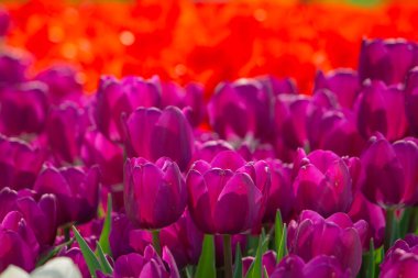 Baharda parkta mor laleler. Bahar çiçeği arkaplan fotoğrafı.