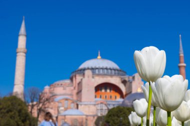 Beyaz laleler ve Ayasofya. İstanbul konsept fotoğrafını ziyaret edin. İstanbul 'un arka plan fotoğrafında.