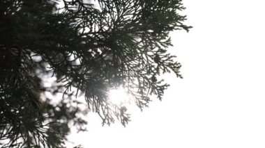 Güneş ışığı ve çam ağacı, metin için fotokopi alanı olan yapraklar. Çevre kavramı el kamerası görüntüleri.