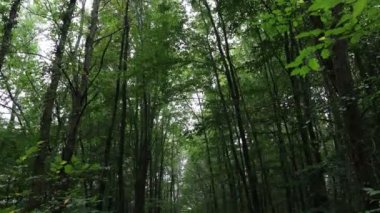 Rüzgarlı havada yemyeşil orman manzarası. Ağaçlar ormanda rüzgarda sallanıyor. Hava tahminleri konsepti 4k video.
