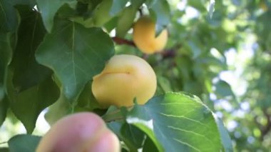 Kayısılar rüzgarda sallanıyor odak noktasında dalda. Tarım ya da tarım konsepti 4k video.