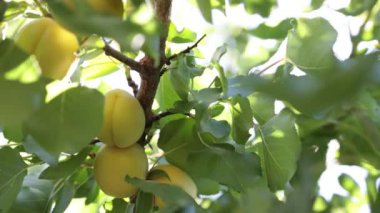 Ağaçtaki kayısılar odaklanmış ve yaprakların arasında güneş ışığı var. Çiftçilik ya da tarım konsepti 4k video.