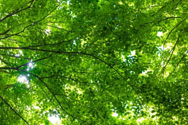 Karbon net sıfır ya da karbon nötr kavramı. Ormanın içinden yemyeşil orman manzarası.