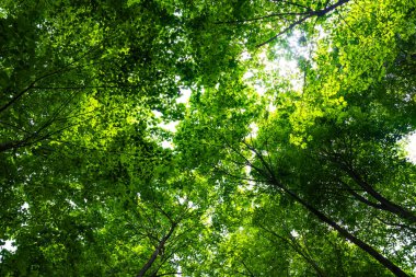Bereketli orman manzarası. Karbon nötr konsept fotoğraf. Aşağıdan yeşil yapraklar görünüyor..