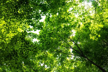 Karbon ağ sıfır veya karbon nötr arkaplan fotoğrafı. Aşağıdan yemyeşil ağaç görünümü.